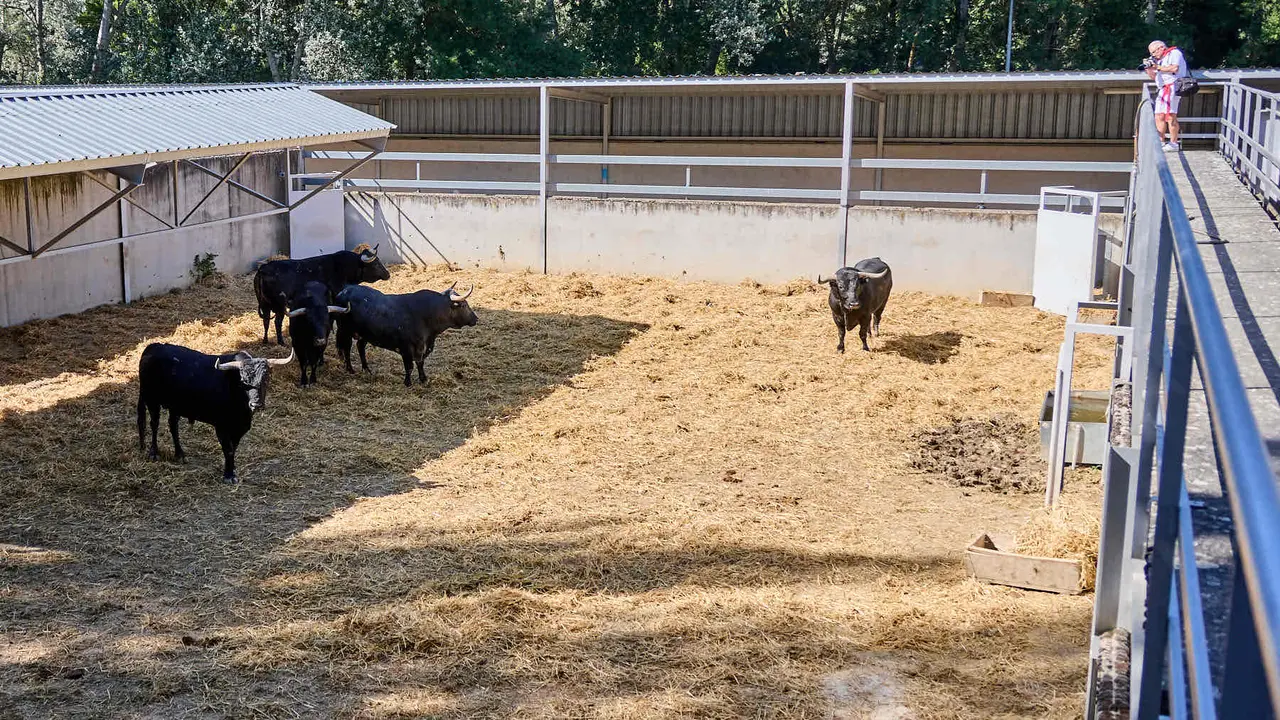 Toros de la ganadería de Miura (encierro del 14 de julio) en los Corrales del Gas preparados para San Fermín 2025. IÑIGO ALZUGARAY