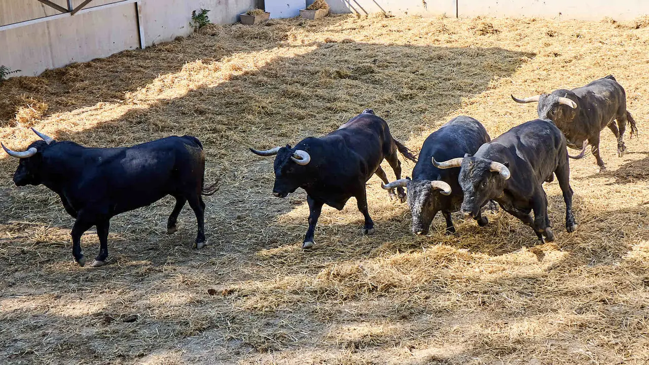 Toros de la ganadería de Miura (encierro del 14 de julio) en los Corrales del Gas preparados para San Fermín 2025. IÑIGO ALZUGARAY