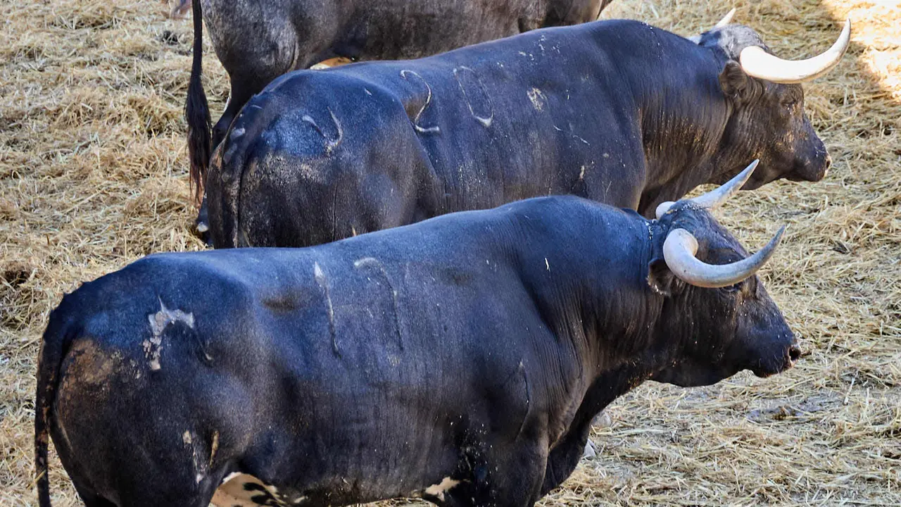 Toros de la ganadería de Miura (encierro del 14 de julio) en los Corrales del Gas preparados para San Fermín 2025. IÑIGO ALZUGARAY