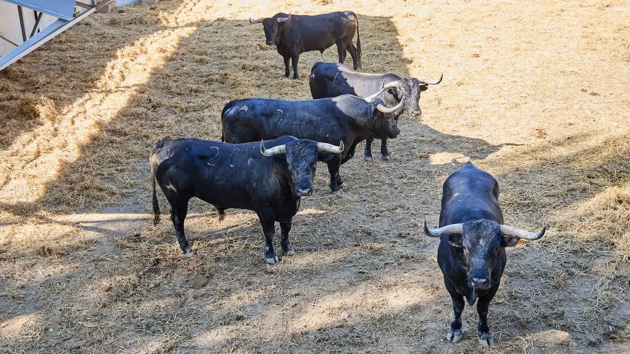 Toros de la ganadería de Miura (encierro del 14 de julio) en los Corrales del Gas preparados para San Fermín 2025. IÑIGO ALZUGARAY