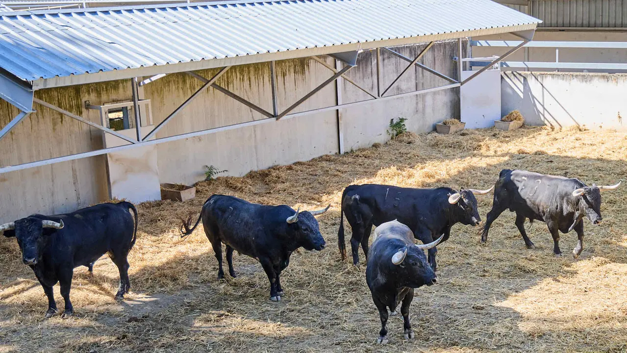 Toros de la ganadería de Miura (encierro del 14 de julio) en los Corrales del Gas preparados para San Fermín 2025. IÑIGO ALZUGARAY