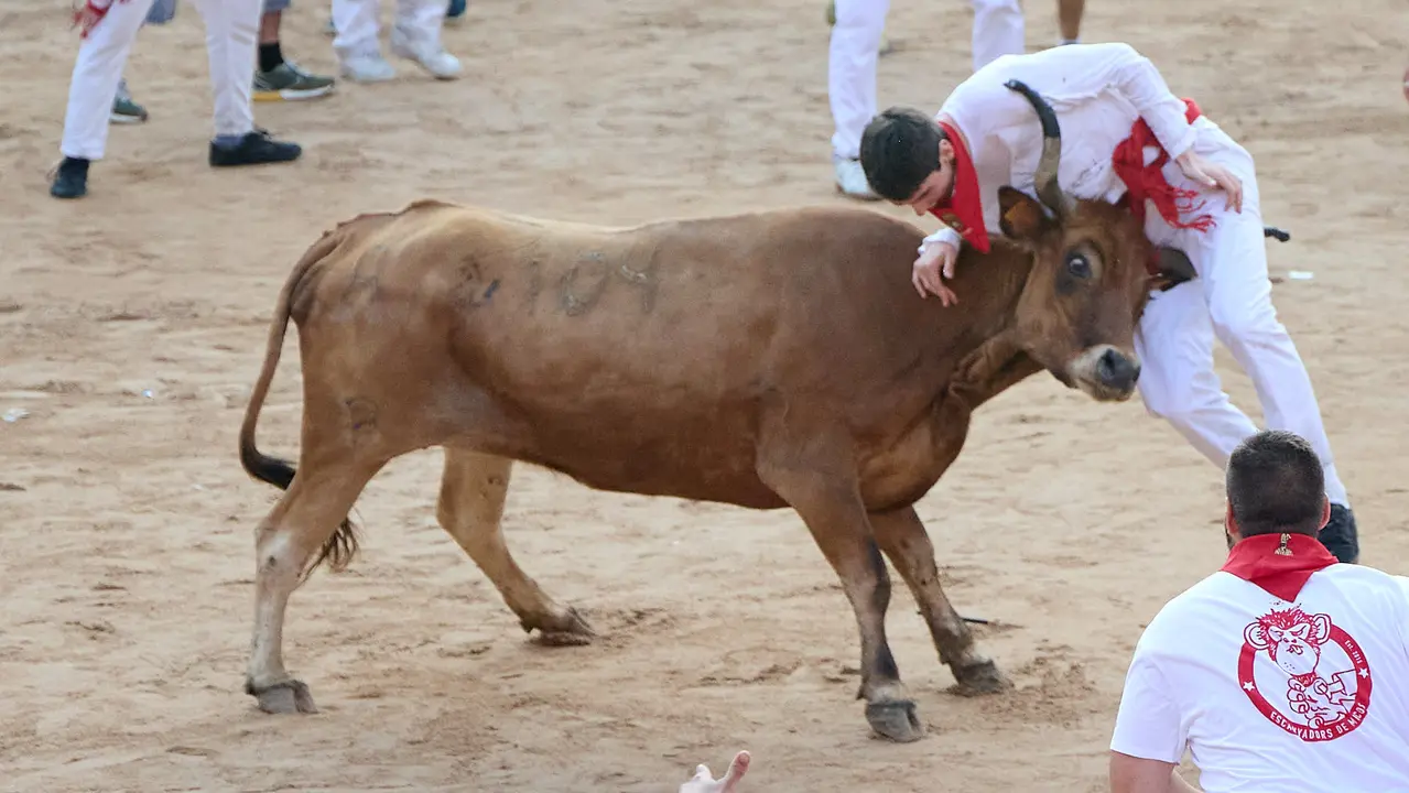 Suelta de vaquillas en la Plaza de Toros de Pamplona tras el sexto encierro de San Fermín 2025 con toros de la ganadería de José Escolar. IÑIGO ALZUGARAY