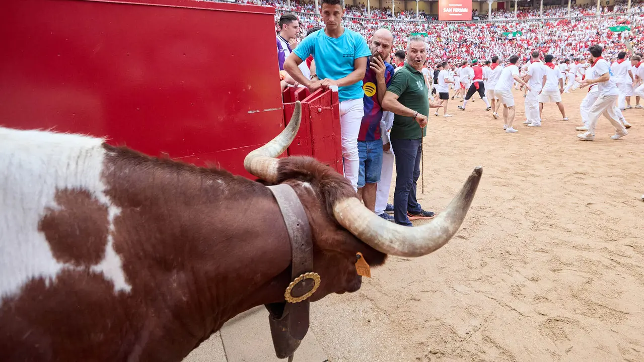 Suelta de vaquillas en la Plaza de Toros de Pamplona tras el sexto encierro de San Fermín 2025 con toros de la ganadería de José Escolar. IÑIGO ALZUGARAY