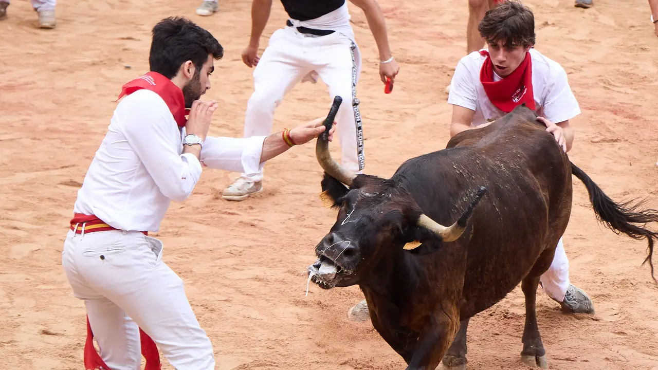 Suelta de vaquillas en la Plaza de Toros de Pamplona tras el sexto encierro de San Fermín 2025 con toros de la ganadería de José Escolar. IÑIGO ALZUGARAY