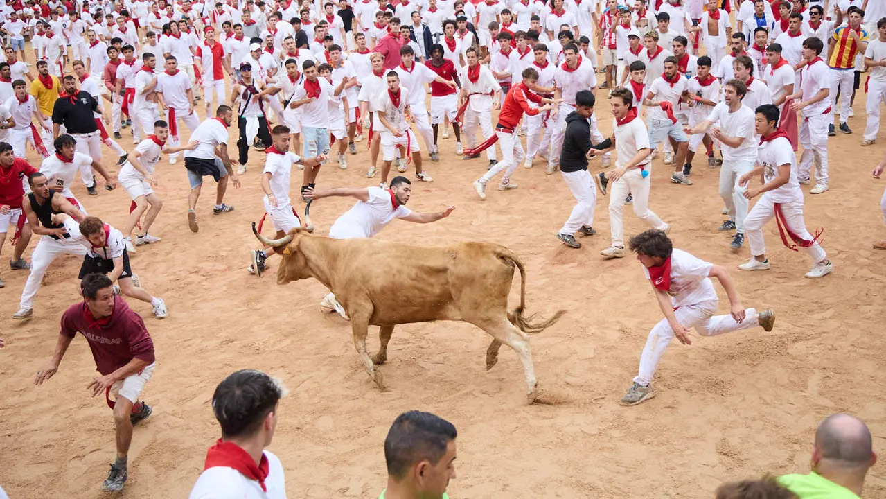 Suelta de vaquillas en la Plaza de Toros de Pamplona tras el sexto encierro de San Fermín 2025 con toros de la ganadería de José Escolar. IÑIGO ALZUGARAY