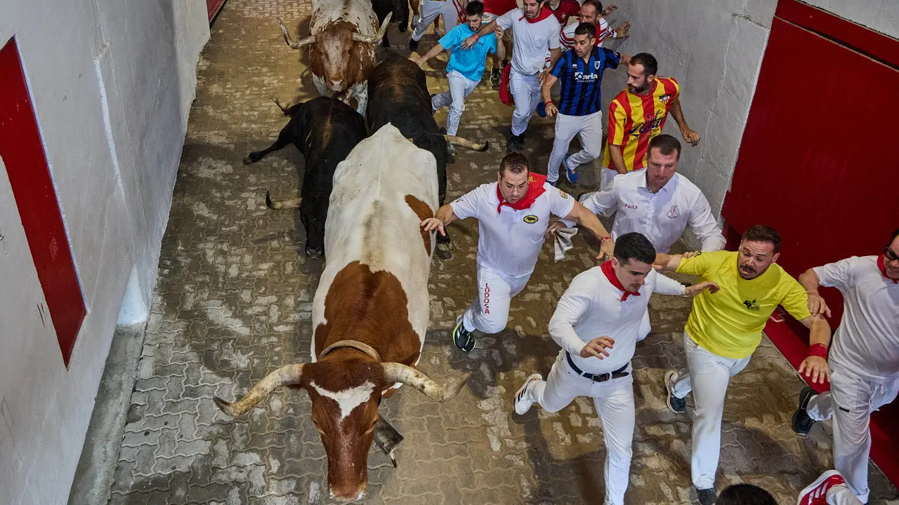 Séptimo encierro de San Fermín 2025 con toros de la ganadería de La Palmosilla en el tramo del callejón y la entrada a la Plaza de Toros. IÑIGO ALZUGARAY