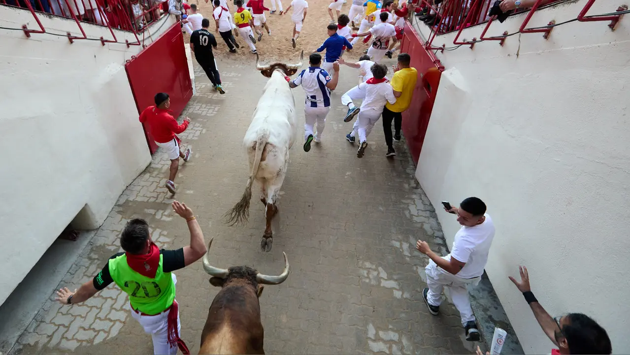 Séptimo encierro de San Fermín 2025 con toros de la ganadería de La Palmosilla en el tramo del callejón y la entrada a la Plaza de Toros. IÑIGO ALZUGARAY