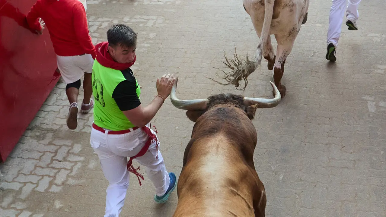 Séptimo encierro de San Fermín 2025 con toros de la ganadería de La Palmosilla en el tramo del callejón y la entrada a la Plaza de Toros. IÑIGO ALZUGARAY