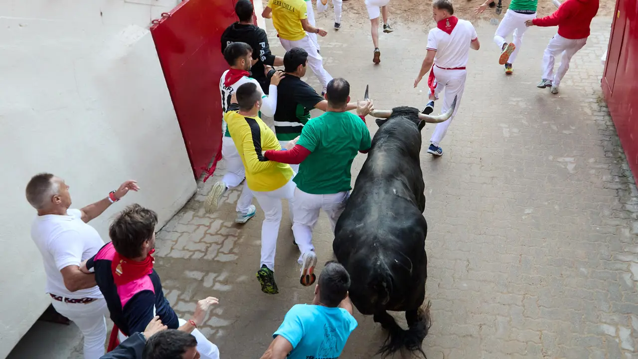 Séptimo encierro de San Fermín 2025 con toros de la ganadería de La Palmosilla en el tramo del callejón y la entrada a la Plaza de Toros. IÑIGO ALZUGARAY