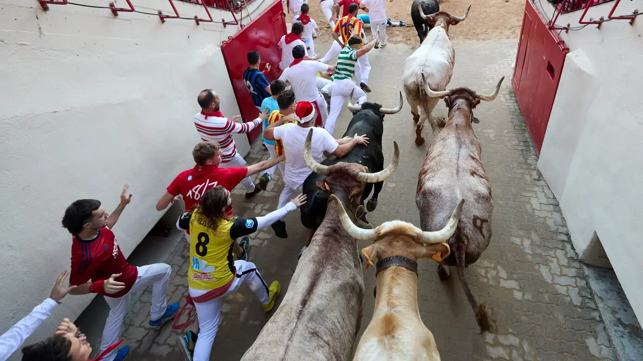 Séptimo encierro de San Fermín 2025 con toros de la ganadería de La Palmosilla en el tramo del callejón y la entrada a la Plaza de Toros. IÑIGO ALZUGARAY