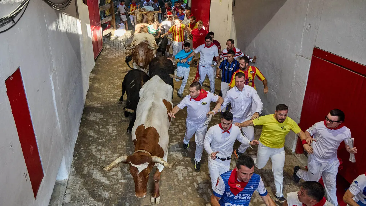 Séptimo encierro de San Fermín 2025 con toros de la ganadería de La Palmosilla en el tramo del callejón y la entrada a la Plaza de Toros. IÑIGO ALZUGARAY