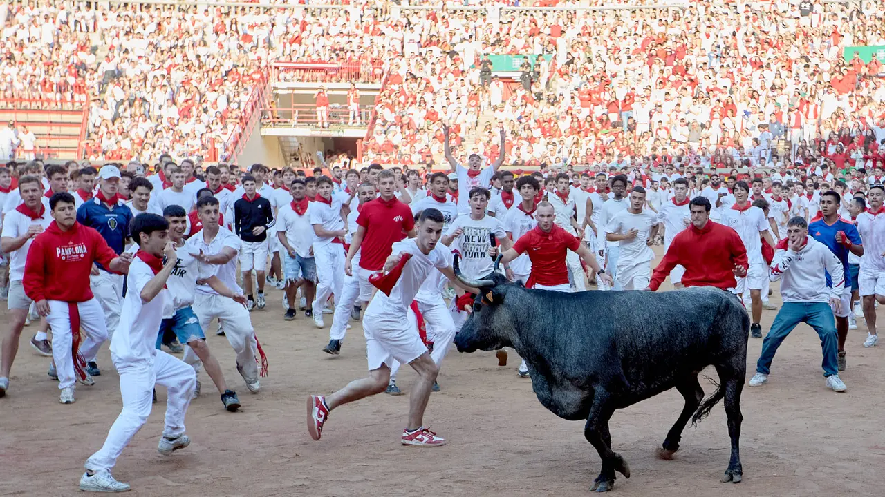 Suelta de vaquillas en la Plaza de Toros de Pamplona tras el séptimo encierro de San Fermín 2025 con toros de la ganadería de La Palmosilla. IÑIGO ALZUGARAY