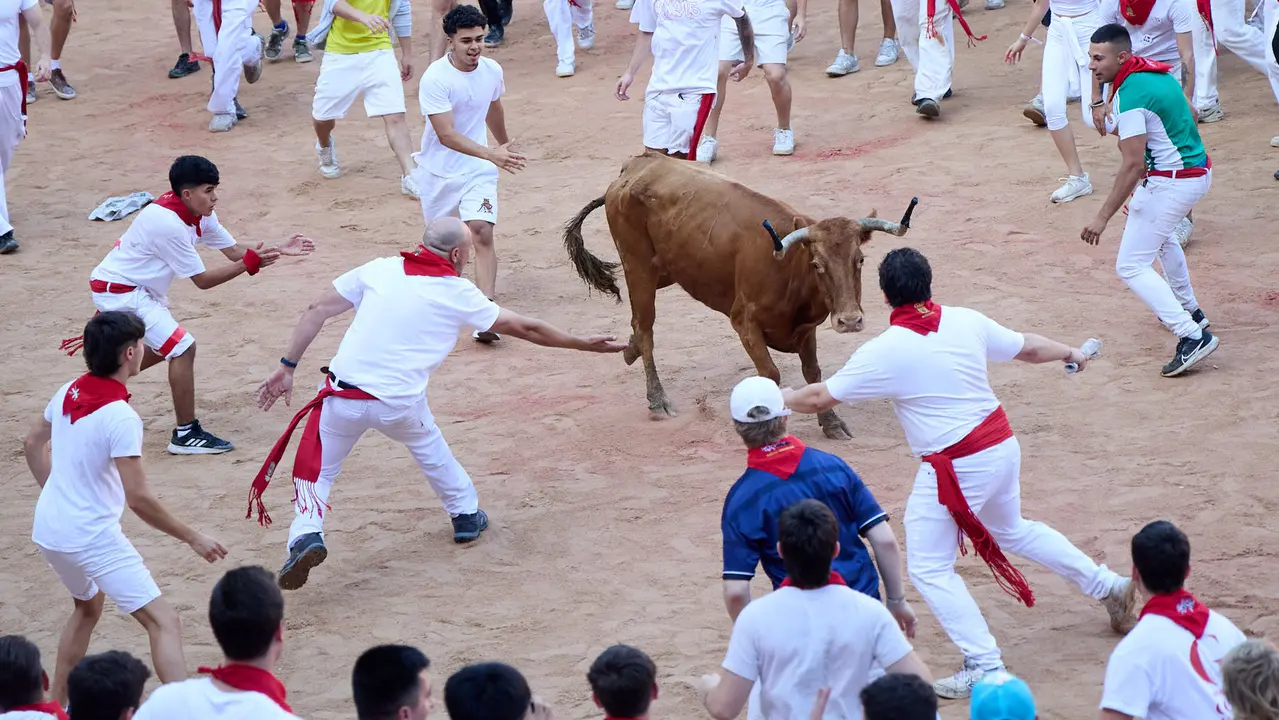 Suelta de vaquillas en la Plaza de Toros de Pamplona tras el séptimo encierro de San Fermín 2025 con toros de la ganadería de La Palmosilla. IÑIGO ALZUGARAY