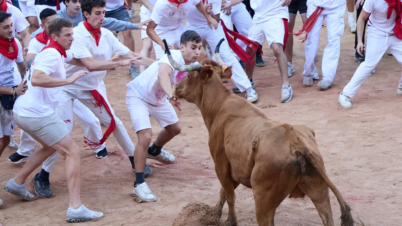 Suelta de vaquillas en la Plaza de Toros de Pamplona tras el séptimo encierro de San Fermín 2025 con toros de la ganadería de La Palmosilla. IÑIGO ALZUGARAY