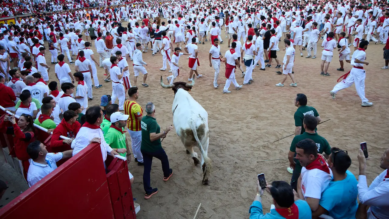 Suelta de vaquillas en la Plaza de Toros de Pamplona tras el séptimo encierro de San Fermín 2025 con toros de la ganadería de La Palmosilla. IÑIGO ALZUGARAY