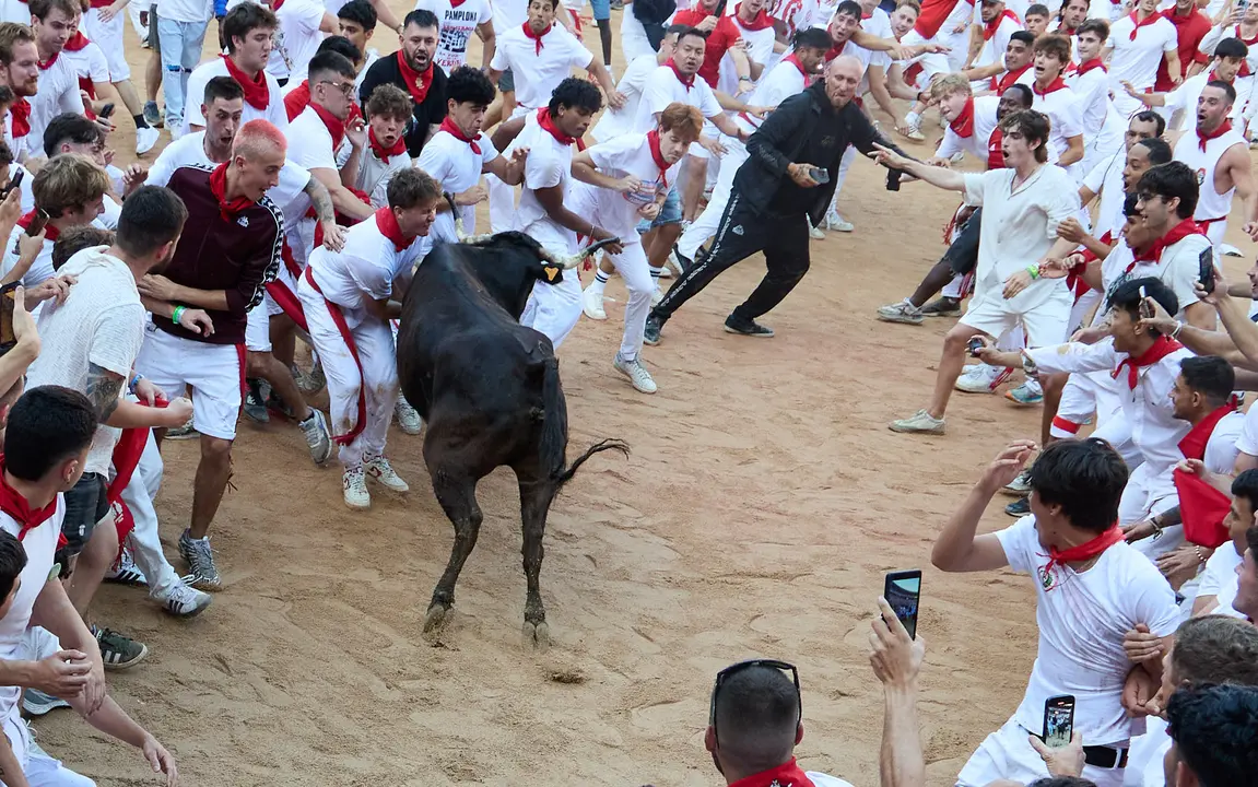 Suelta de vaquillas en la Plaza de Toros de Pamplona tras el séptimo encierro de San Fermín 2025 con toros de la ganadería de La Palmosilla. IÑIGO ALZUGARAY
