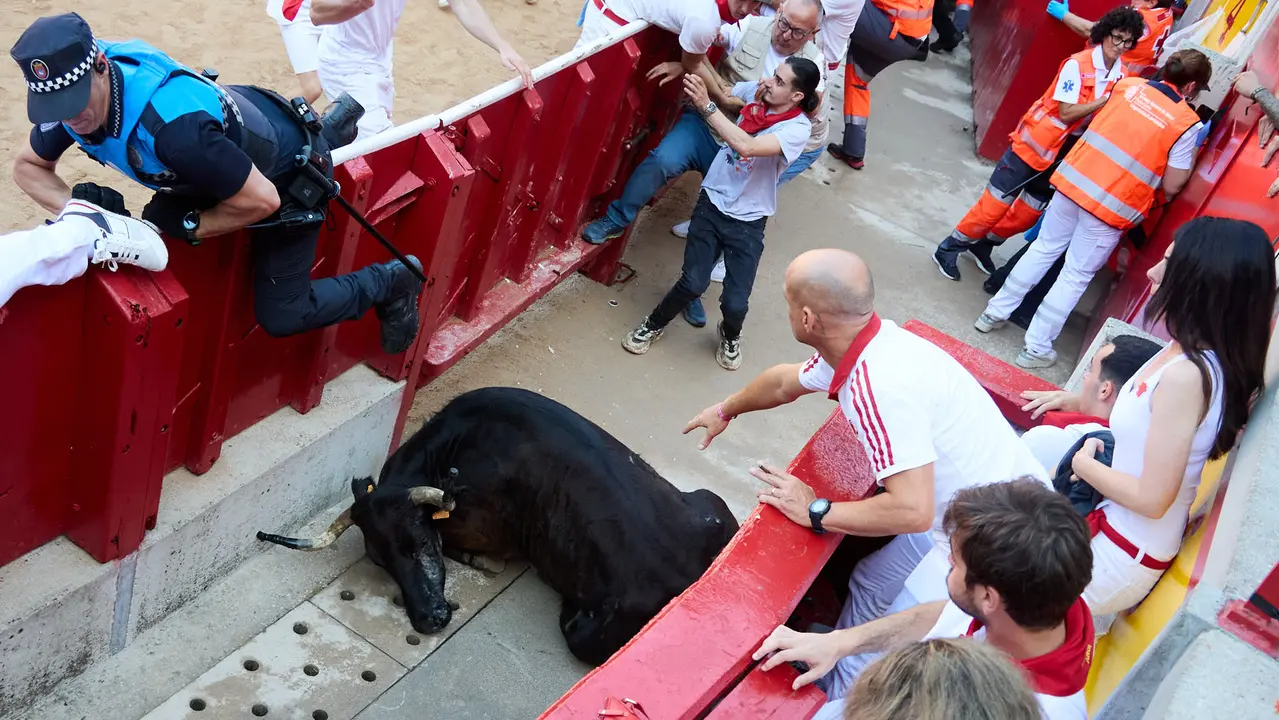 Suelta de vaquillas en la Plaza de Toros de Pamplona tras el séptimo encierro de San Fermín 2025 con toros de la ganadería de La Palmosilla. IÑIGO ALZUGARAY
