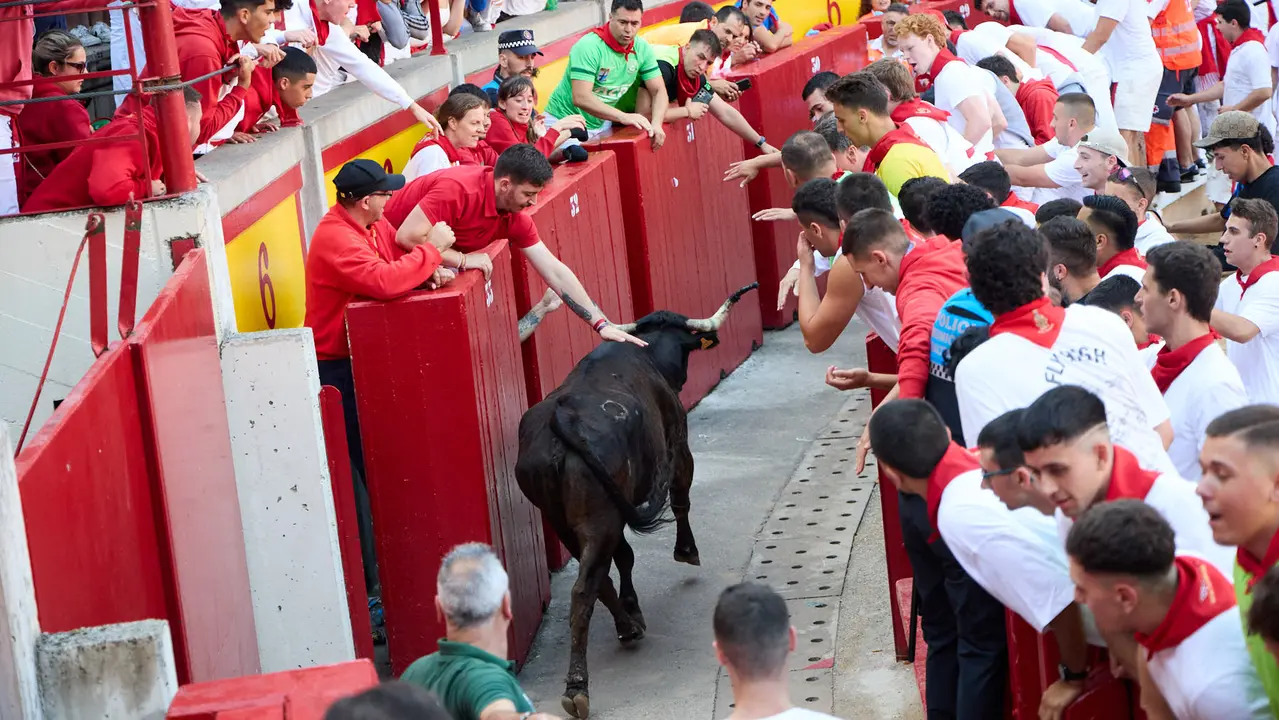 Suelta de vaquillas en la Plaza de Toros de Pamplona tras el séptimo encierro de San Fermín 2025 con toros de la ganadería de La Palmosilla. IÑIGO ALZUGARAY