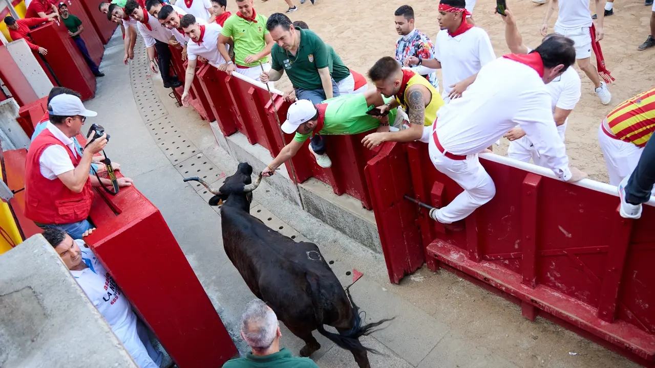 Suelta de vaquillas en la Plaza de Toros de Pamplona tras el séptimo encierro de San Fermín 2025 con toros de la ganadería de La Palmosilla. IÑIGO ALZUGARAY