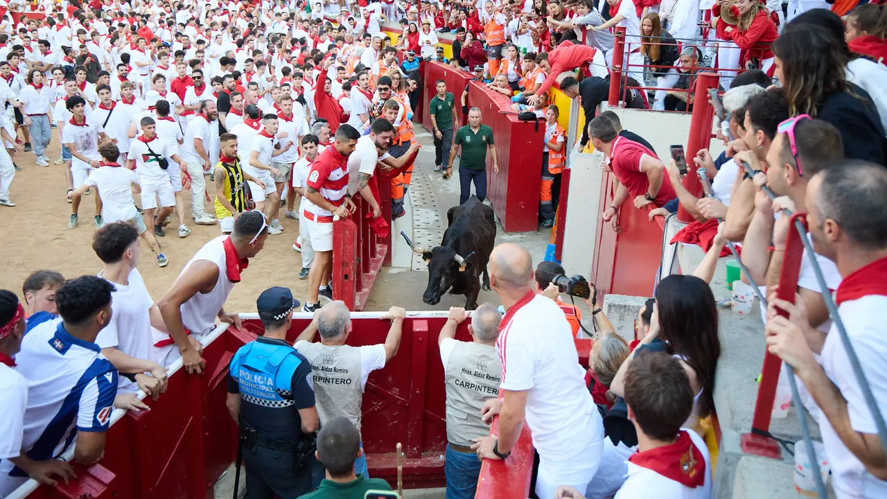 Suelta de vaquillas en la Plaza de Toros de Pamplona tras el séptimo encierro de San Fermín 2025 con toros de la ganadería de La Palmosilla. IÑIGO ALZUGARAY