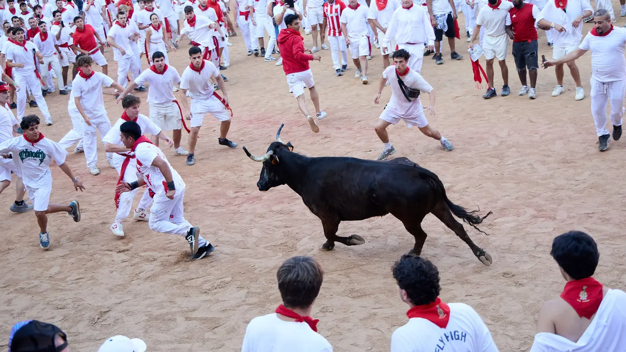 Suelta de vaquillas en la Plaza de Toros de Pamplona tras el séptimo encierro de San Fermín 2025 con toros de la ganadería de La Palmosilla. IÑIGO ALZUGARAY