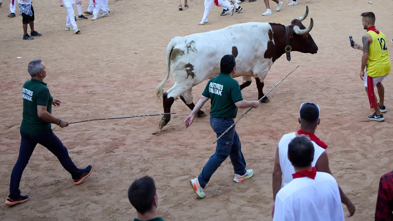 Suelta de vaquillas en la Plaza de Toros de Pamplona tras el séptimo encierro de San Fermín 2025 con toros de la ganadería de La Palmosilla. IÑIGO ALZUGARAY