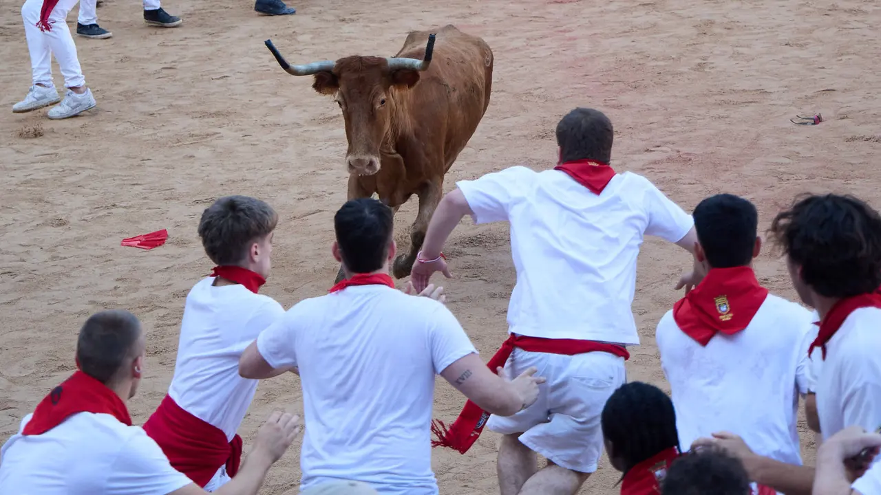 Suelta de vaquillas en la Plaza de Toros de Pamplona tras el séptimo encierro de San Fermín 2025 con toros de la ganadería de La Palmosilla. IÑIGO ALZUGARAY