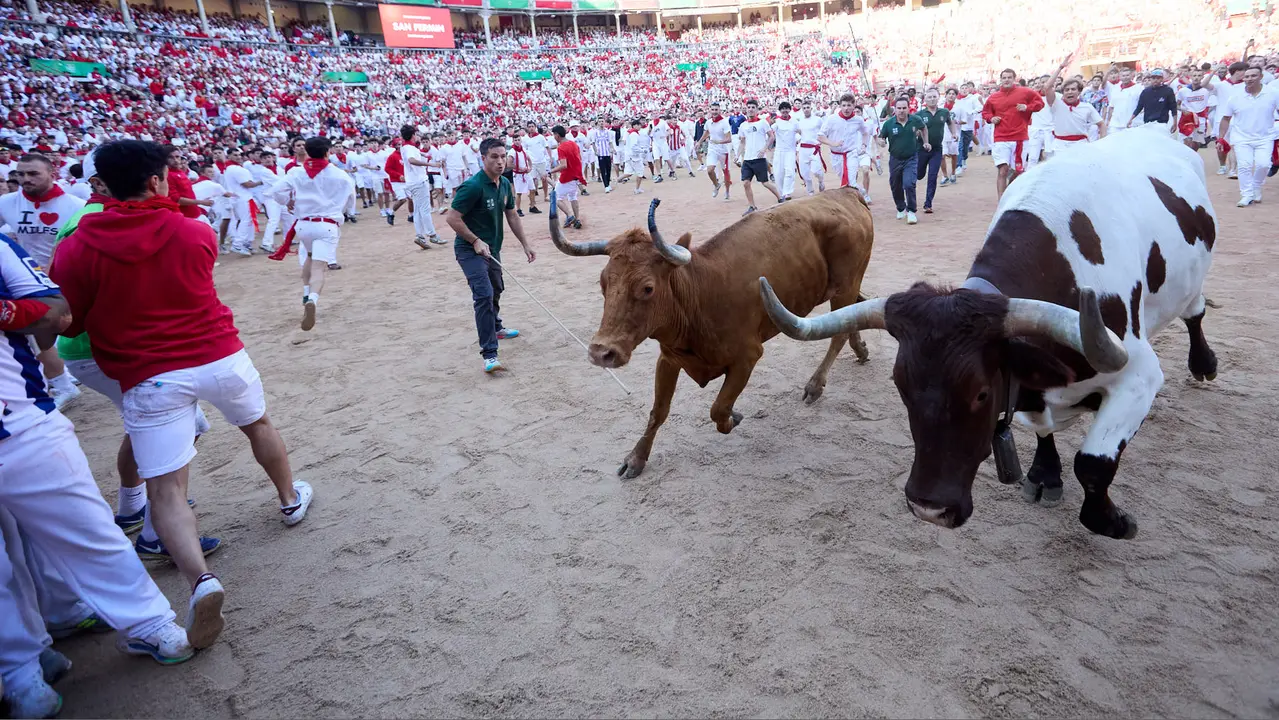 Suelta de vaquillas en la Plaza de Toros de Pamplona tras el séptimo encierro de San Fermín 2025 con toros de la ganadería de La Palmosilla. IÑIGO ALZUGARAY