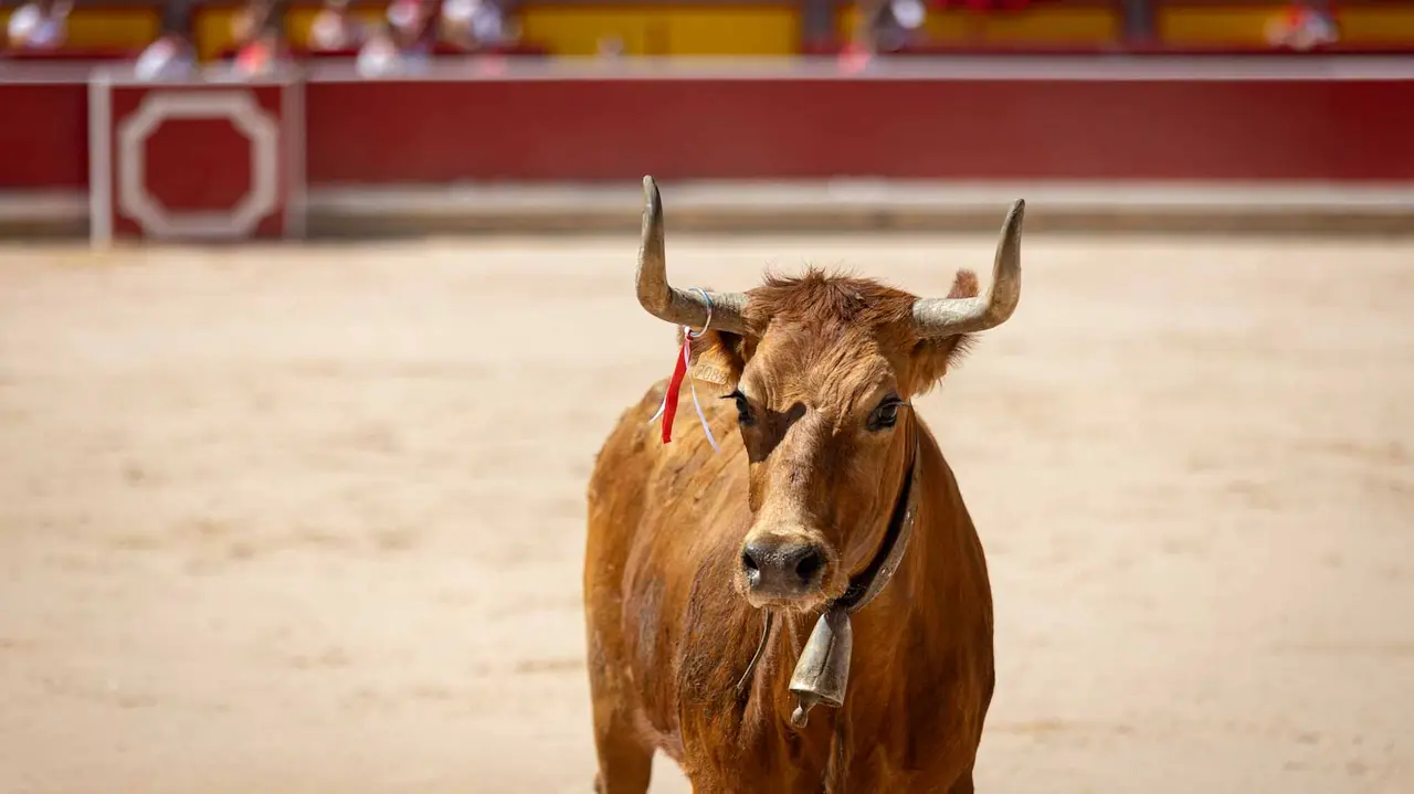 Concurso de anillas en la plaza de toros de Pamplona. Maite H. Mateo..-15