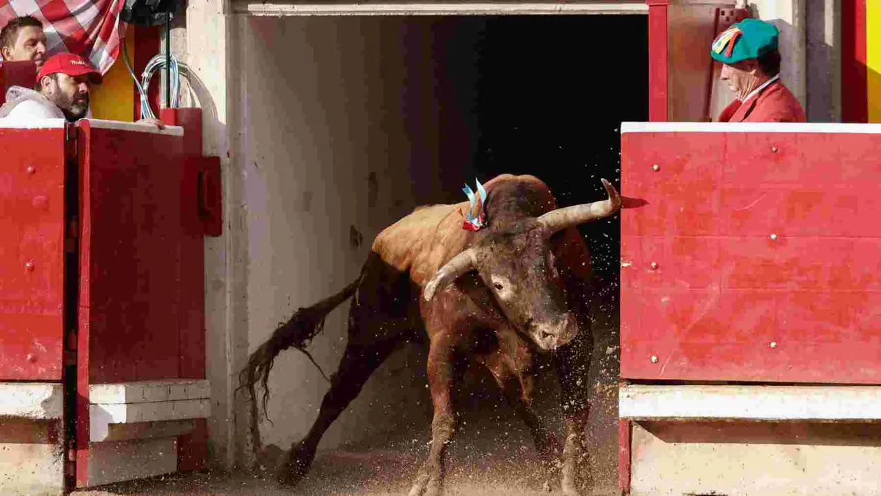 El tercer toro de la tarde sale de toriles a la Monumental de Pamplona para ser lidiado por Ginés Marín en la novena de abono de la Feria de Toro de los Sanfermines 2025 con toros de la ganadería gaditana La Palmosilla y en la que comparte cartel con los diestros Jiménez Fortes y Fernando Adrián. EFE/Jesús Diges