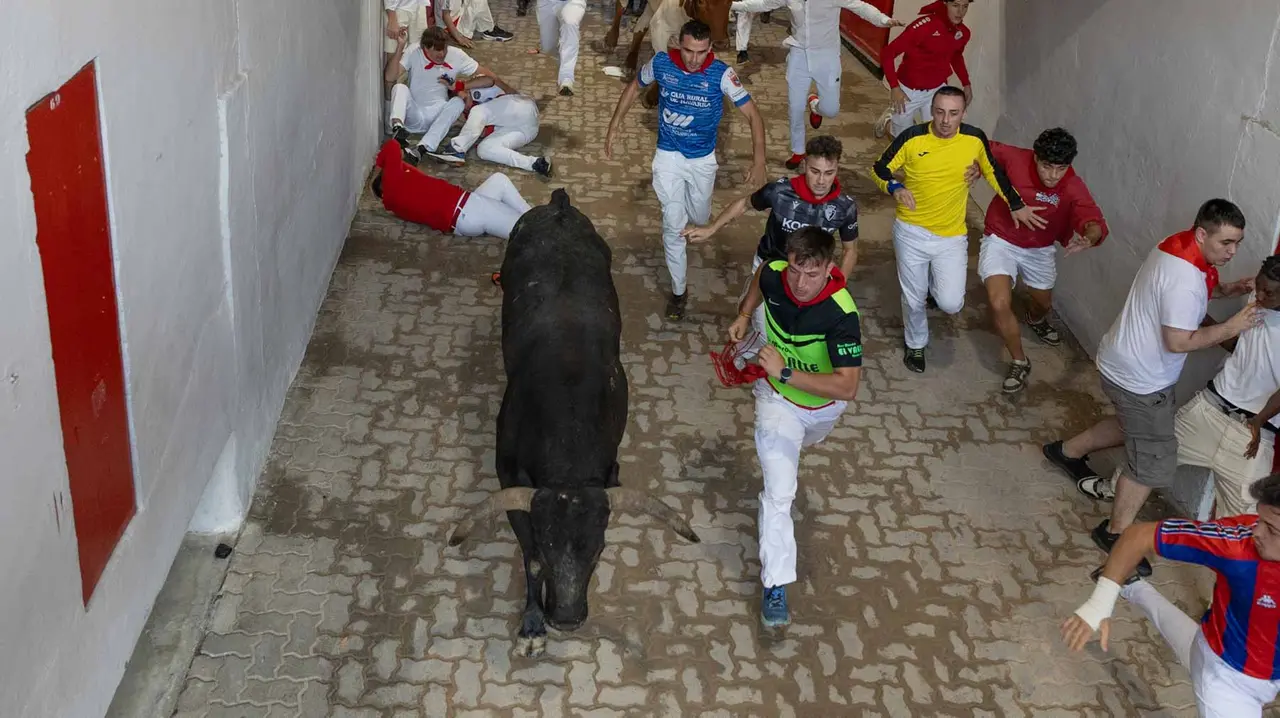 Octavo encierro de San Fermín con toros de Miura en callejón entrada plaza. Maite H. Mateo..-09