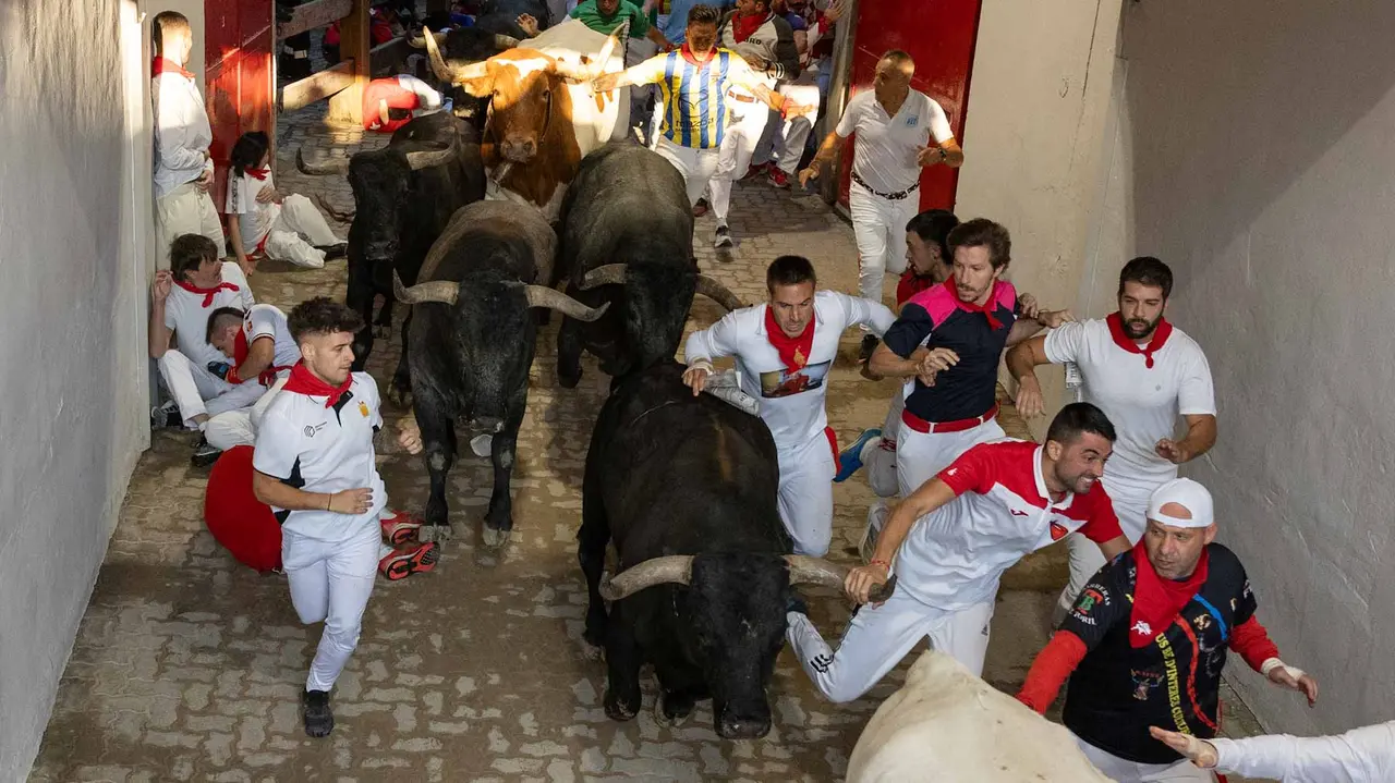 Octavo encierro de San Fermín con toros de Miura en callejón entrada plaza. Maite H. Mateo..-13