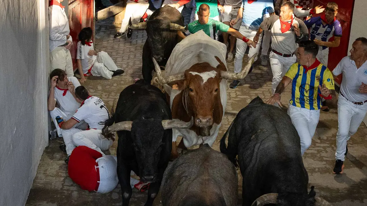 Octavo encierro de San Fermín con toros de Miura en callejón entrada plaza. Maite H. Mateo..-15