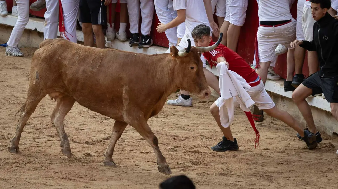 Suelta de vaquillas tras el octavo encierro de San Fermín.Maite H. Mateo..-14