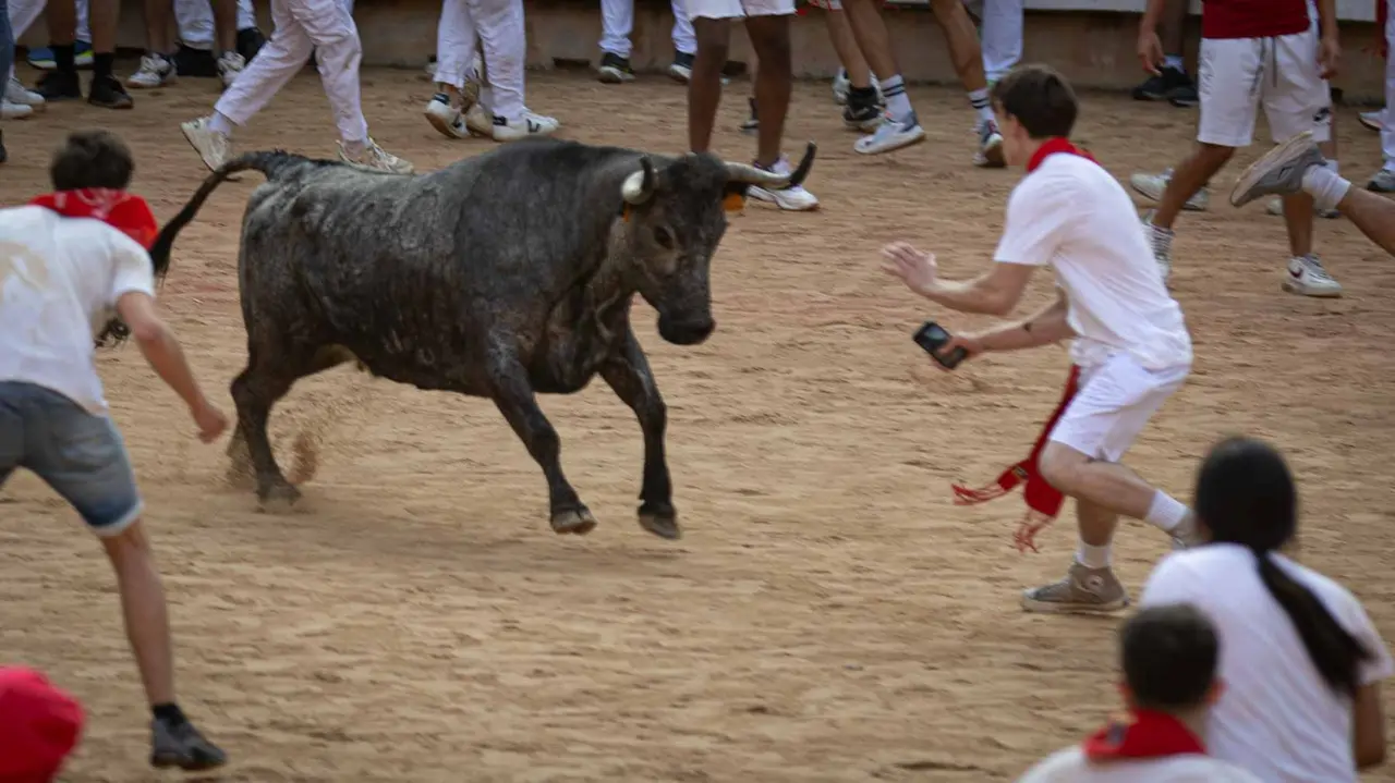 Suelta de vaquillas tras el octavo encierro de San Fermín.Maite H. Mateo..-15