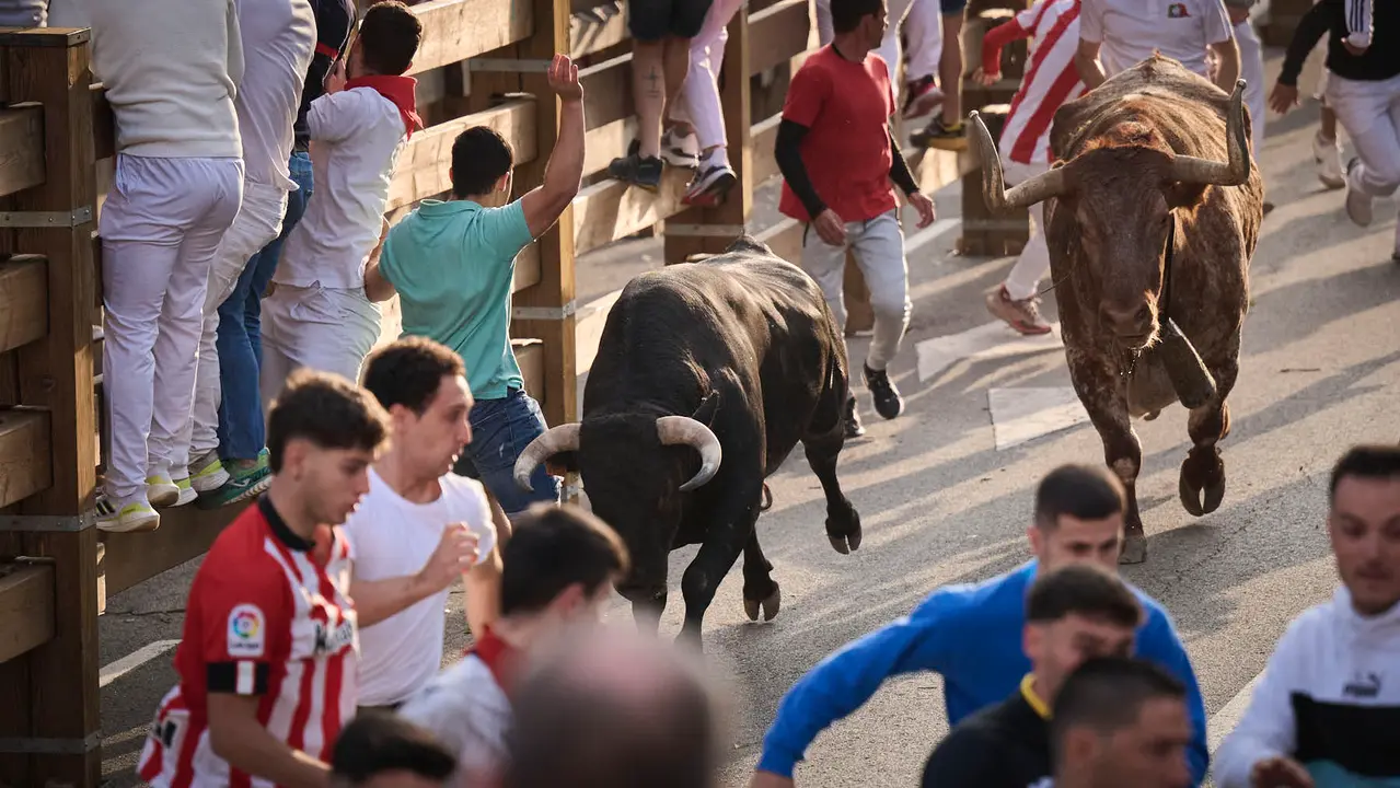 Primer encierro de las fiestas de Tudela 2025 con novillos de Tornay. PABLO LASAOSA