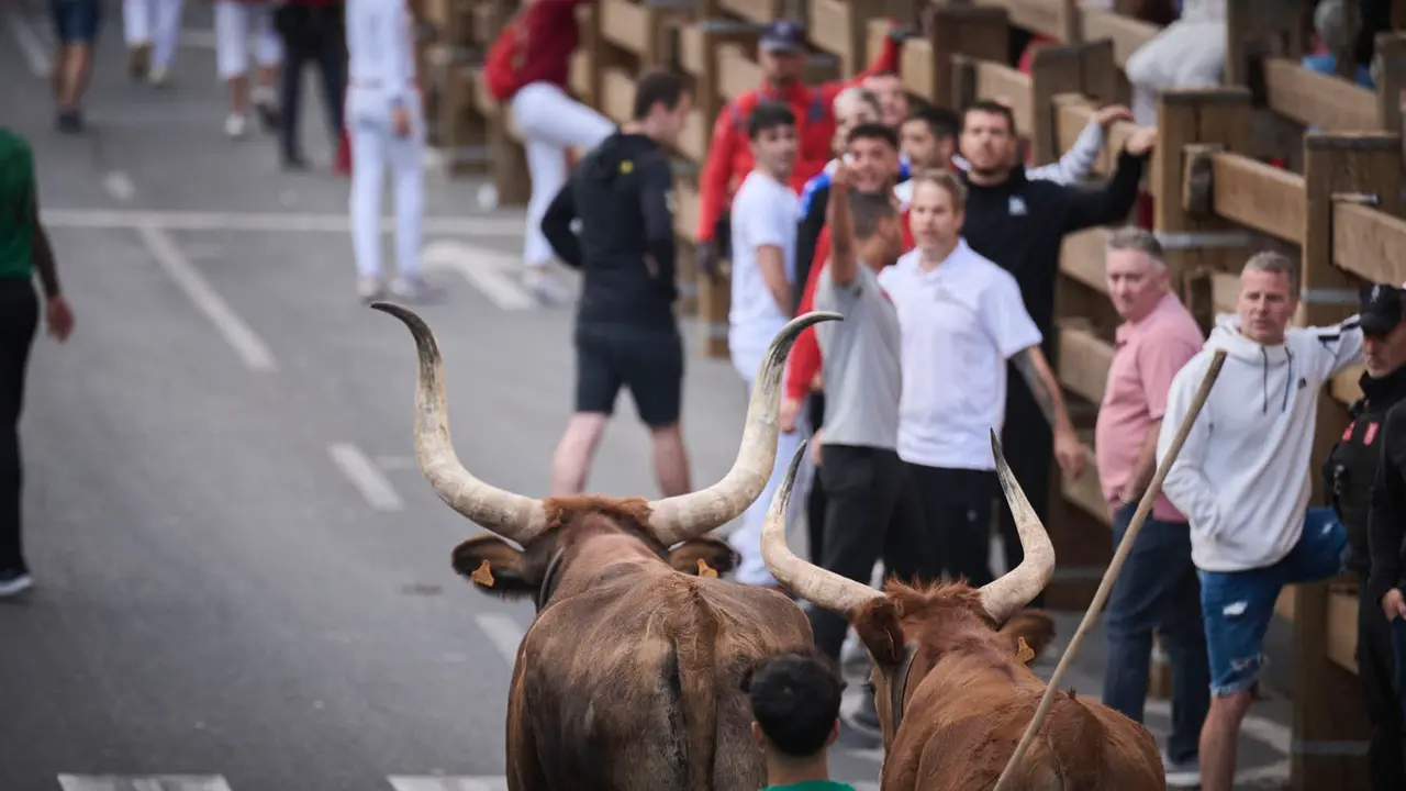 Primer encierro de las fiestas de Tudela 2025 con novillos de Tornay. PABLO LASAOSA