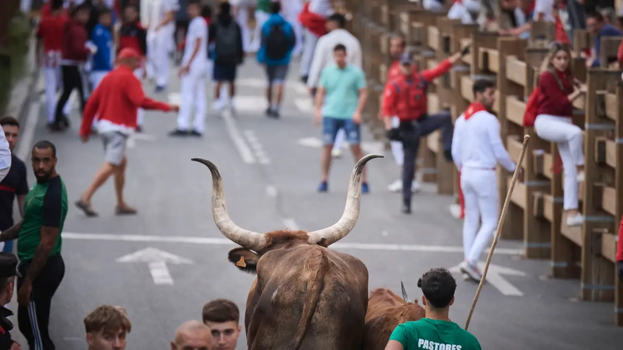 Primer encierro de las fiestas de Tudela 2025 con novillos de Tornay. PABLO LASAOSA