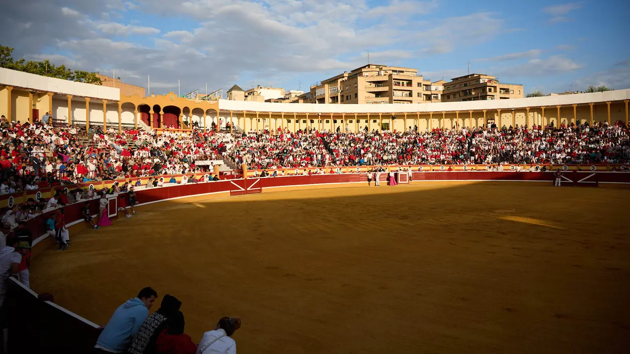 Vaquillas tras el primer Encierro de Fiestas de Tudela 2025. IÑIGO ALZUGARAY
