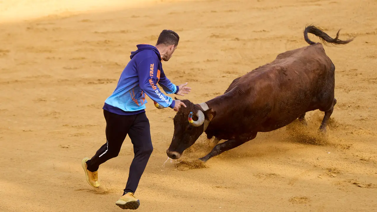 Vaquillas tras el primer Encierro de Fiestas de Tudela 2025. IÑIGO ALZUGARAY