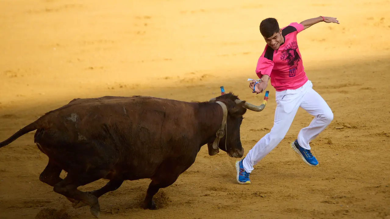 Vaquillas tras el primer Encierro de Fiestas de Tudela 2025. IÑIGO ALZUGARAY