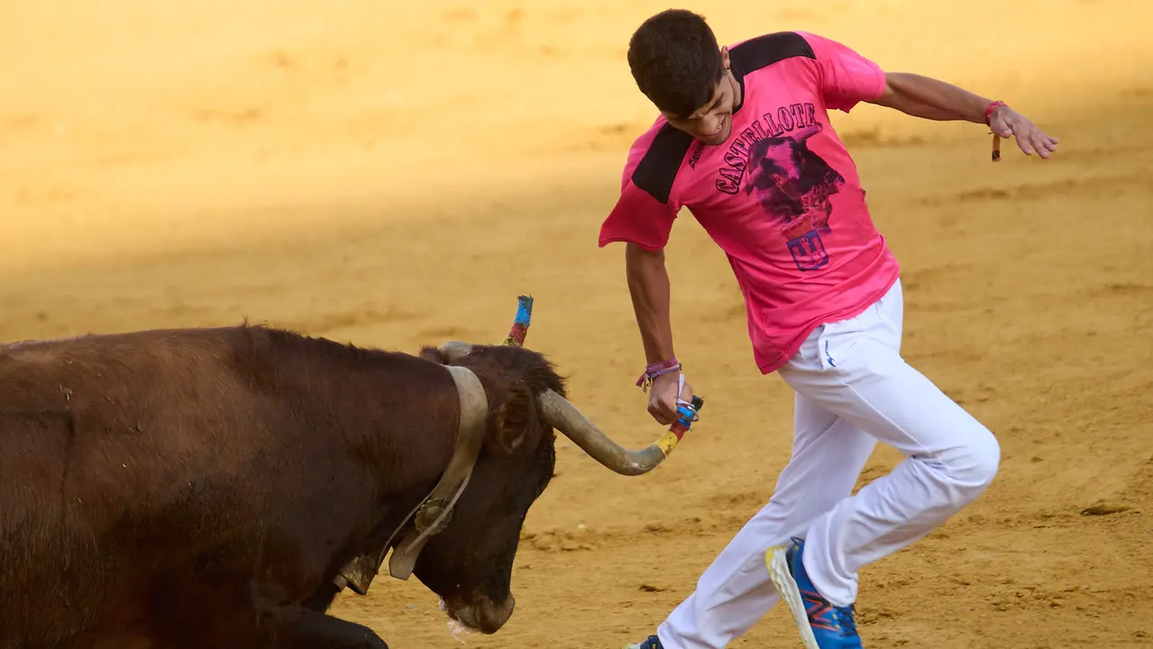 Vaquillas tras el primer Encierro de Fiestas de Tudela 2025. IÑIGO ALZUGARAY