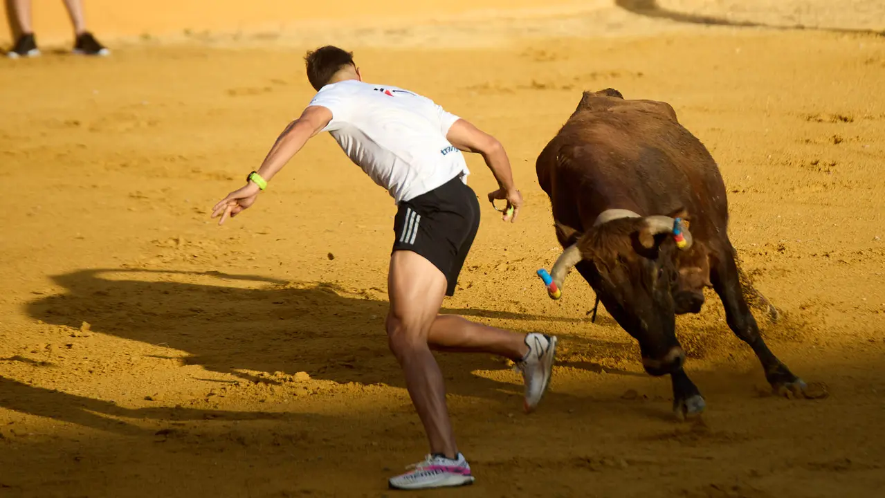 Vaquillas tras el primer Encierro de Fiestas de Tudela 2025. IÑIGO ALZUGARAY