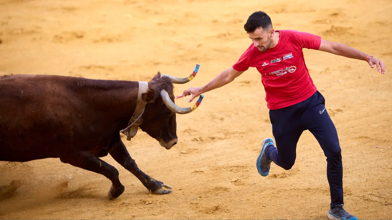 Vaquillas tras el primer Encierro de Fiestas de Tudela 2025. IÑIGO ALZUGARAY