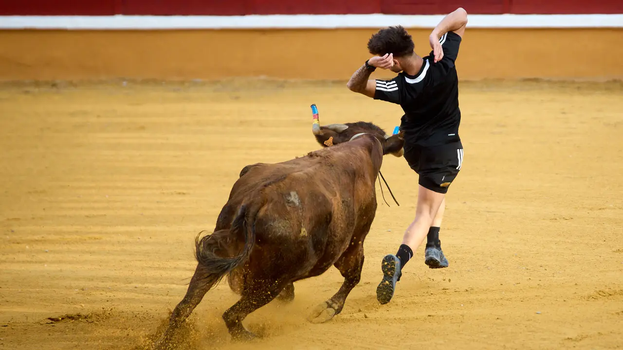 Vaquillas tras el primer Encierro de Fiestas de Tudela 2025. IÑIGO ALZUGARAY