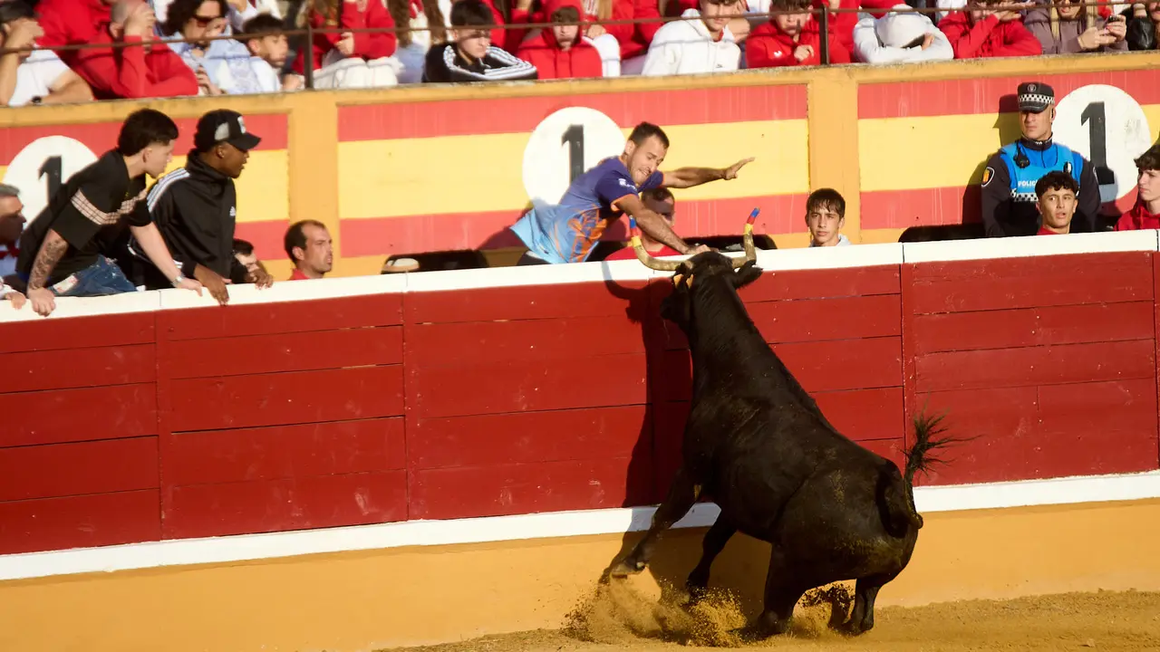 Vaquillas tras el primer Encierro de Fiestas de Tudela 2025. IÑIGO ALZUGARAY