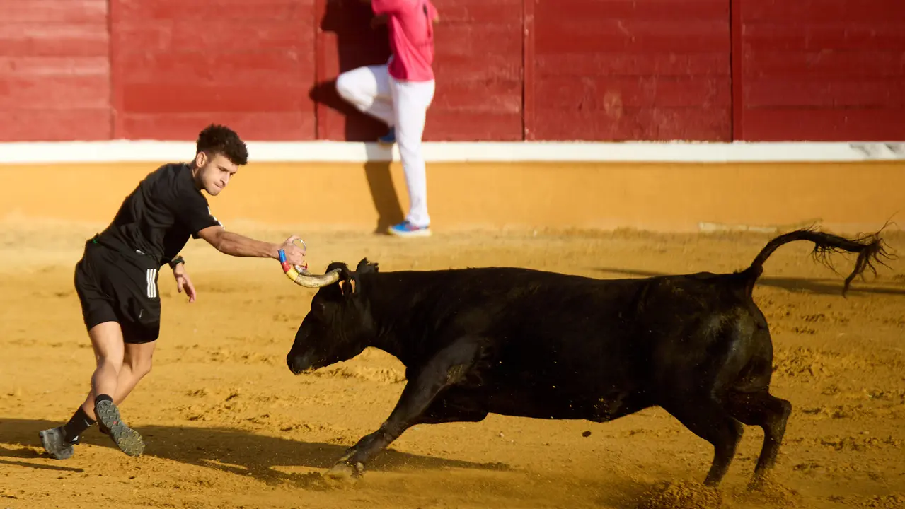 Vaquillas tras el primer Encierro de Fiestas de Tudela 2025. IÑIGO ALZUGARAY