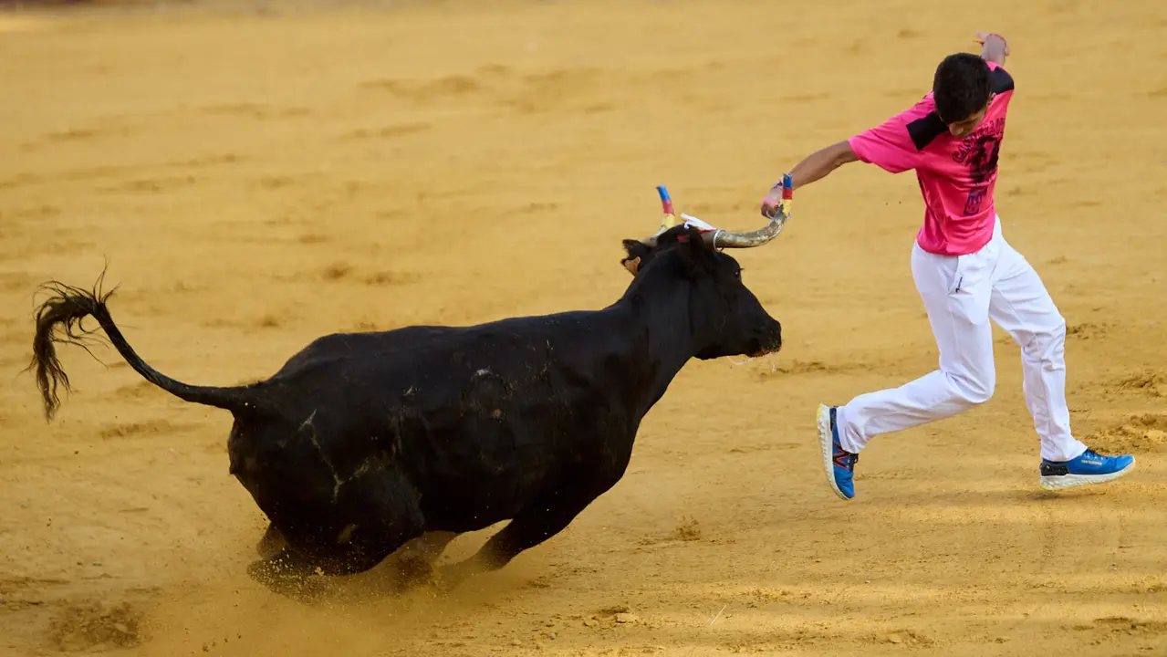 Vaquillas tras el primer Encierro de Fiestas de Tudela 2025. IÑIGO ALZUGARAY