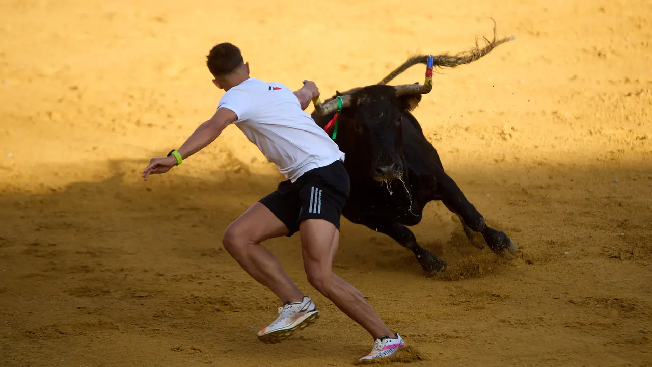 Vaquillas tras el primer Encierro de Fiestas de Tudela 2025. IÑIGO ALZUGARAY