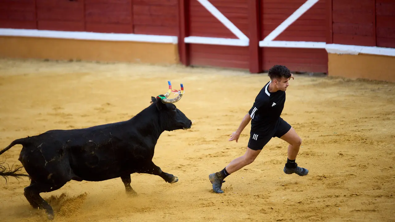 Vaquillas tras el primer Encierro de Fiestas de Tudela 2025. IÑIGO ALZUGARAY